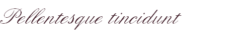 Pellentesque tincidunt